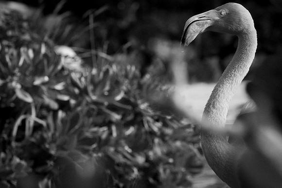 Xcaret in B&W
