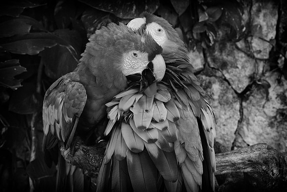 Xcaret in B&W