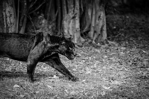 Xcaret in B&W
