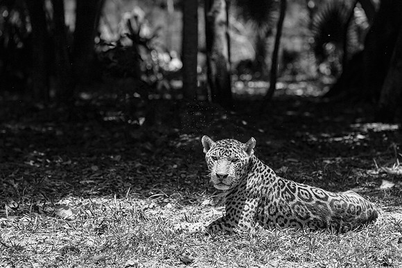 Xcaret in B&W